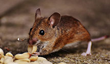 24 Hour & Emergency Exterminators in Nekoma, ND